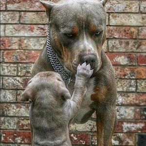 Meet your Posher, Kenneth